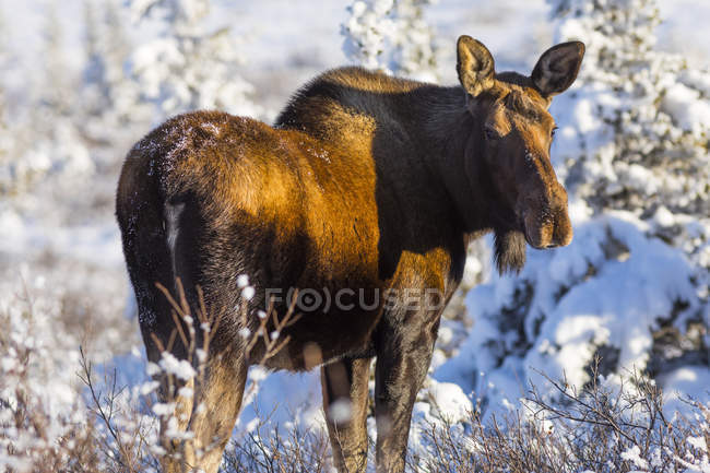 Alci di mucca (Alces alces) dopo la prima significativa nevicata invernale; Alaska, Stati Uniti d'America — Foto stock