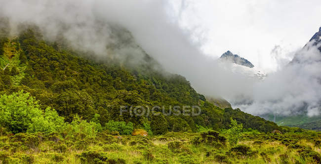 Fogliame lussureggiante e nuvole basse che pendono sopra valle, baia di Milford; Isola del sud, Nuova Zelanda — Foto stock