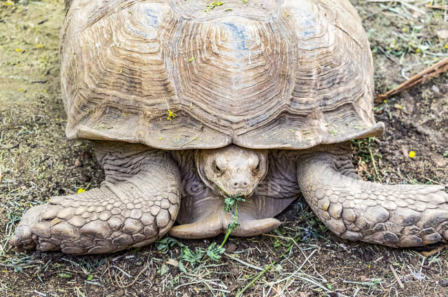 Turtle on the ground eating a plant; Al Huqnah, Khartoum, Sudan — Stock Photo