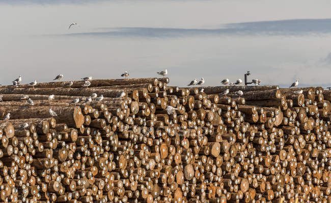 Лесозаготовки накапливаются в порту во время торговой войны с Китаем; Астория, Орегон, Соединенные Штаты Америки — стоковое фото