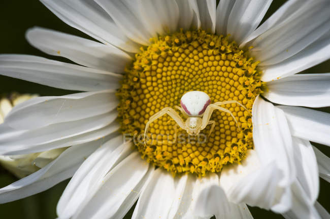 A female Goldenrod Crab Spider (Misumena vatia) waits in ambush on a shasta daisy (Leucanthemum ? superbum) in an Oregon flower garden; Astoria, Oregon, United States of America — Stock Photo