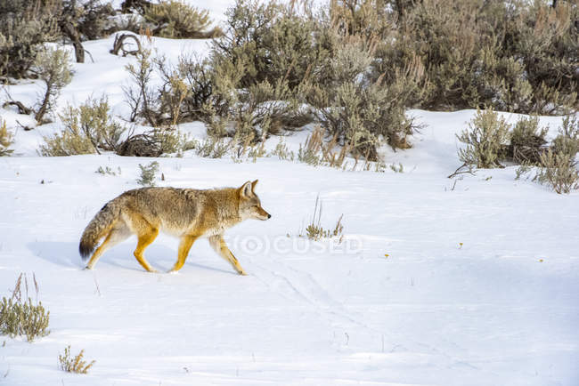 Coyote (Canis latrans) trotting across a snowy meadow on a sunny winter day in Yellowstone National Park; Wyoming United States of America — Stock Photo