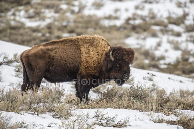 American Bison bull on snow in Lamar Valley, Yellowstone National Park; Wyoming, United States of America — Stock Photo
