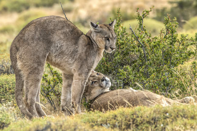 Two pumas on the landscape in Southern Chile; Chile — Stock Photo