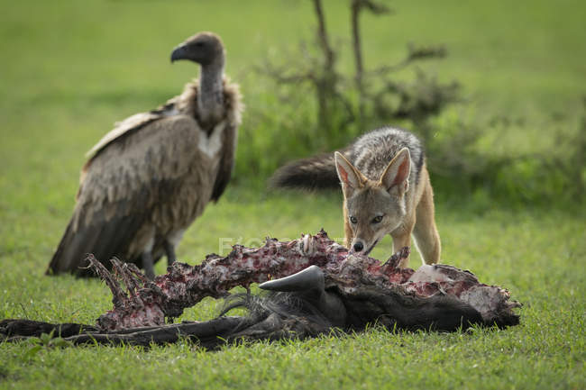 Vulture regardant le chacal à dos noir se nourrir de carcasses, camp Kleins, parc national du Serengeti ; Tanzanie — Photo de stock