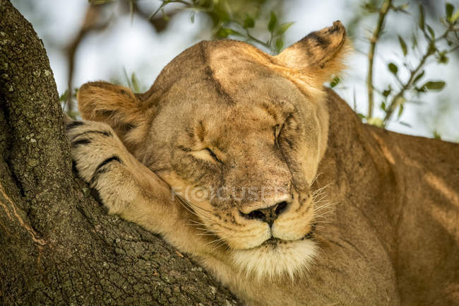 Vue panoramique du lion majestueux à la nature sauvage dormant sur l'arbre — Photo de stock