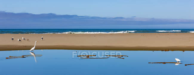 Bright blue water and a sand bar with birds along the Oregon coast; Oregon, United States of America — Stock Photo