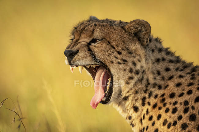 Majestuoso retrato escénico del cachorro de guepardo en la naturaleza salvaje, fondo borroso - foto de stock