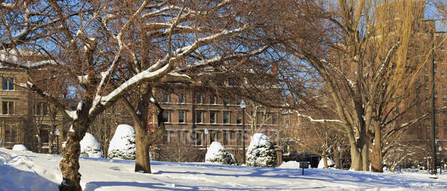Trees in Boston Public Garden after a blizzard in Boston, Suffolk County, Massachusetts, USA — Stock Photo