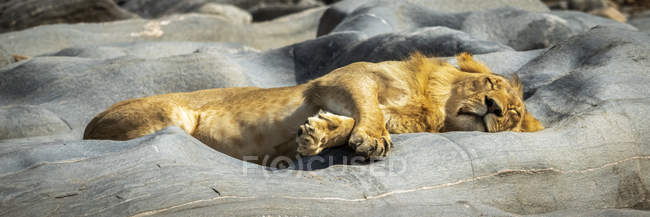 Вид величного лева розслабляється на скелі з дикою природою. — стокове фото