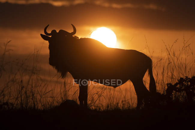 Silhouette blauer Gnus (connochaetes taurinus) vor Sonnenuntergang, Baumwollsafari-Camp der 1920er Jahre, Masai-Mara-Nationalreservat; Kenia — Stockfoto