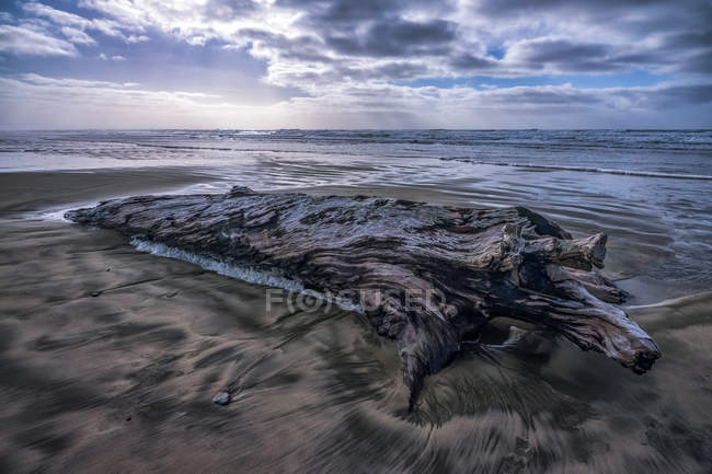Legni da posta sulla sabbia con bassa marea lungo la costa dell'Oregon; Oregon, Stati Uniti d'America — Foto stock
