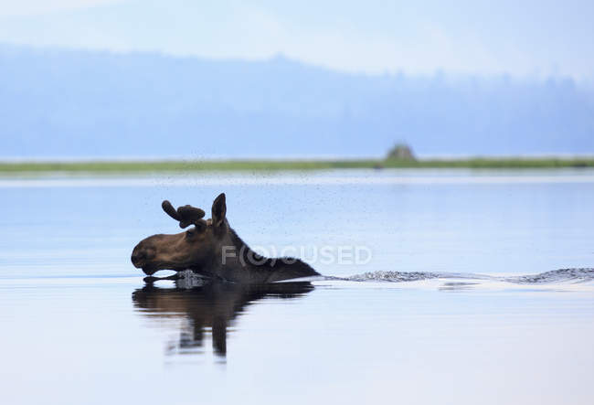 Moose with flies over head crossing river — Stock Photo
