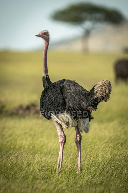 Common ostrich standing in sunshine on savannah — Stock Photo
