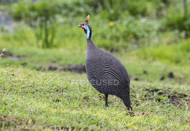 Helmeted guineafowl against blurred background — Stock Photo