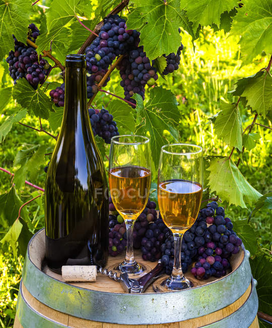 Wine served at a winery with wine glasses and clusters of fresh grapes on a barrel; Quebec, Canada — Stock Photo