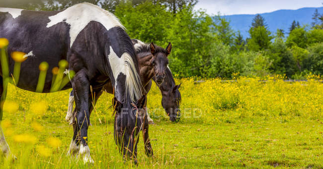 Живописный вид на величественных лошадей на ландшафте — стоковое фото