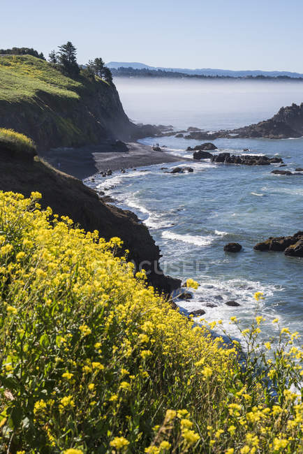 Wild mustard colours the meadows on Yaquina Head, near Newport; Newport, Oregon, United States of America — Stock Photo