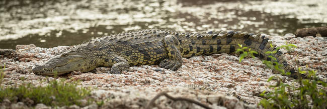 Cocodrilo del Nilo (Crocodylus niloticus) sobre teja junto al agua, Grumeti Serengeti Tented Camp, Parque Nacional del Serengeti; Tanzania - foto de stock