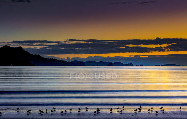 Praia com aves silhuetas e litoral ao nascer do sol, Península de Coromandel; Ilha Norte, Nova Zelândia — Fotografia de Stock