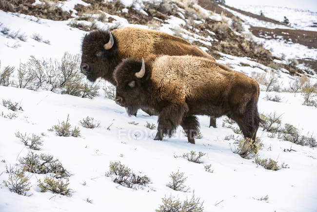 American Bison Bulls on snow in Lamar Valley, Yellowstone National Park; Wyoming, United States of America — Stock Photo