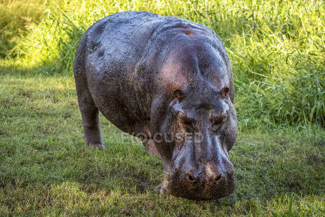 Nilpferd (hippopotamus amphibius) steht auf grasbewachsenem Rasen mit Kamera, Grumeti Serengeti Zeltlager, Serengeti Nationalpark; Tansania — Stockfoto