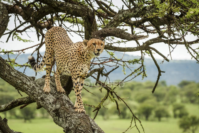 Величественный портрет гепарда на дикой природе — стоковое фото