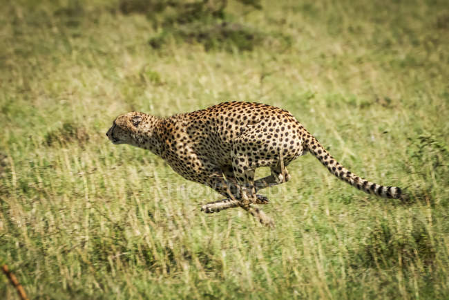Maestoso ritratto panoramico Cheetah a natura selvaggia — Foto stock