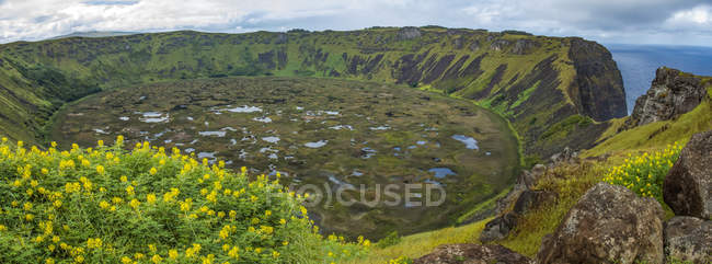 The grassy crater of a volcano opens up to the Pacific ocean, yellow flowers are in the foreground; Oronga, Eastr Island, Chile — Stock Photo