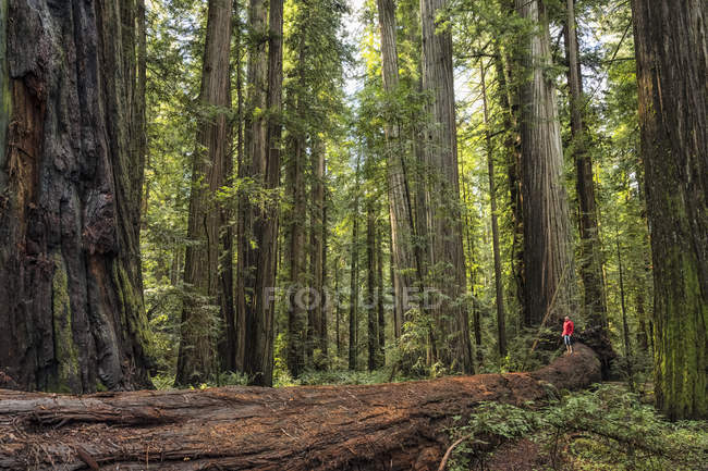 Mann steht in den Redwood-Wäldern Nordkaliforniens, Kaliforniens, Vereinigte Staaten von Amerika — Stockfoto