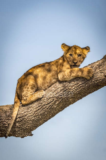 Scenic view of majestic lion cub at wild nature on tree — Stock Photo