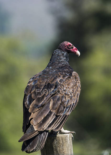 O nobre abutre da Turquia contra fundo turvo — Fotografia de Stock