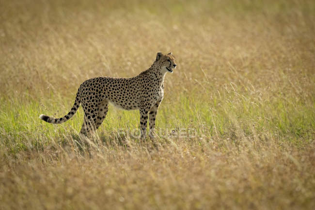 Majestuoso retrato escénico de Cheetah en la naturaleza salvaje - foto de stock