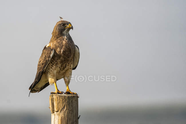 Falco ferruginoso appollaiato su un palo, vista da vicino — Foto stock