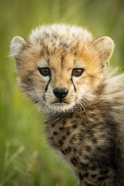 Majestuoso retrato escénico del cachorro de guepardo en la naturaleza salvaje, fondo borroso - foto de stock