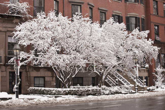 Snow covered trees in front of brownstones, Beacon Street, Boston, Massachusetts, USA — Stock Photo