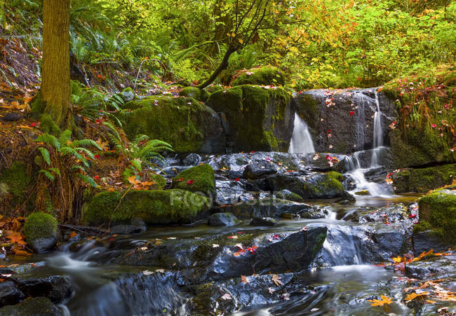 Cascadas en cascada en el arroyo Anderson con exuberante follaje; Maple Ridge, Columbia Británica, Canadá - foto de stock