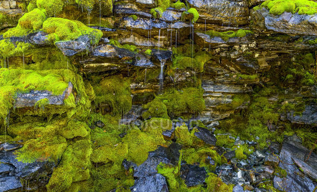 Weeping Wall covered with moss; New Zealand — Stock Photo