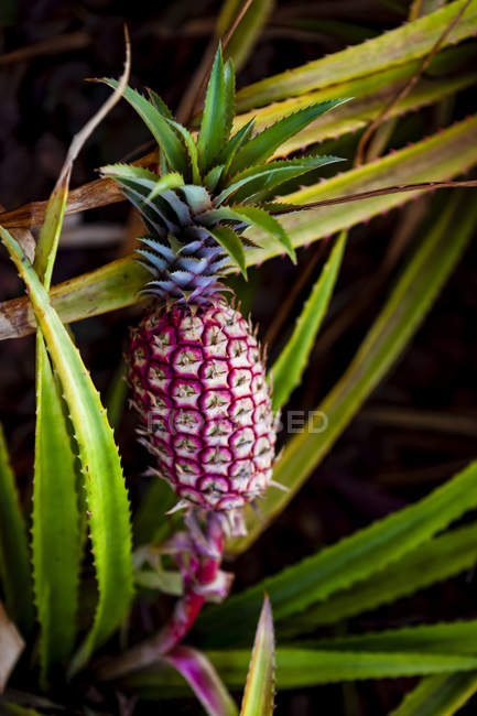 Ananas poussant sur une plante ; Hawaï, États-Unis d'Amérique — Photo de stock