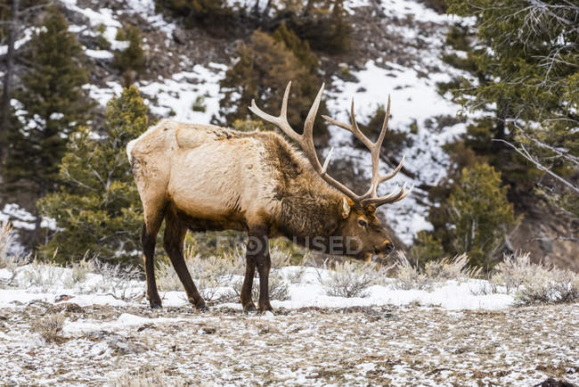 Bull Elk (Cervus canadensis) with magnificent antlers and neck stretched forward in Yellowstone National Park; Wyoming, United States of America — Stock Photo