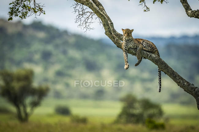 Maestoso e bellissimo leopardo rilassante su albero — Foto stock