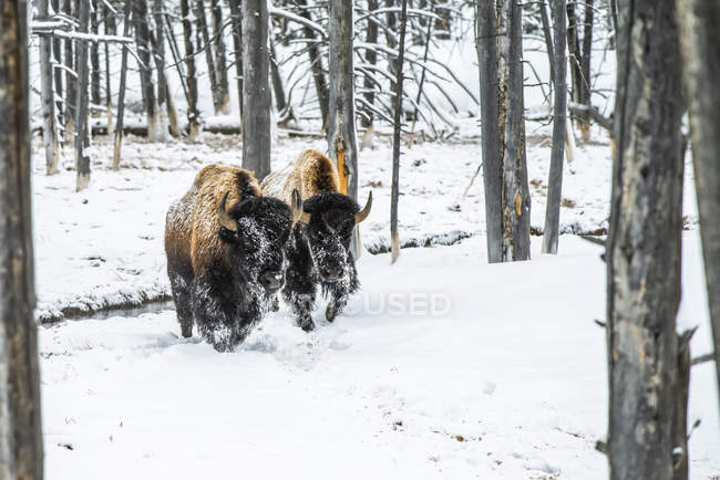 Amerikanische Bisonbullen auf Schnee im Lamar Valley, Yellowstone Nationalpark; wummernde, vereinigte Staaten von Amerika — Stockfoto