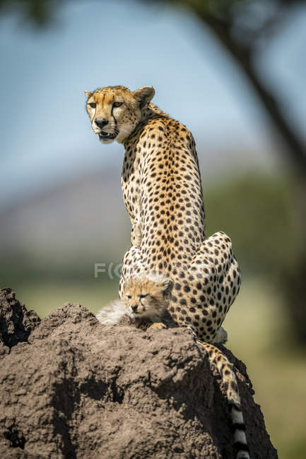 Majestic Cheetahs scenic portrait at wild nature, blurred background — Stock Photo