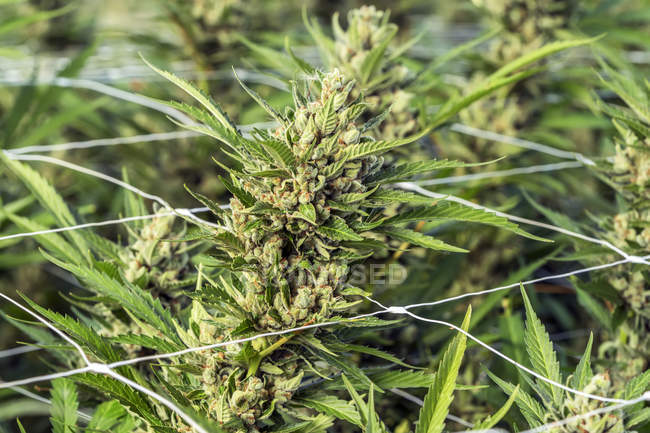 Cannabis plant in flowering stage in a greenhouse grow room; Cave Junction, Oregon, Estados Unidos da América — Fotografia de Stock