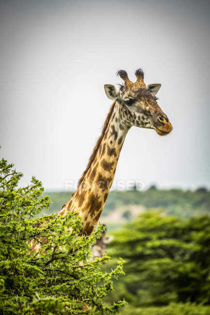 Vista cênica da bela girafa na vida selvagem — Fotografia de Stock