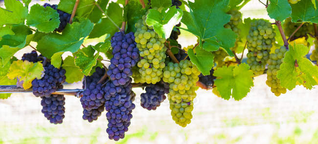 Clusters of purple and green grapes hanging from a vine; British Columbia, Canada — Stock Photo