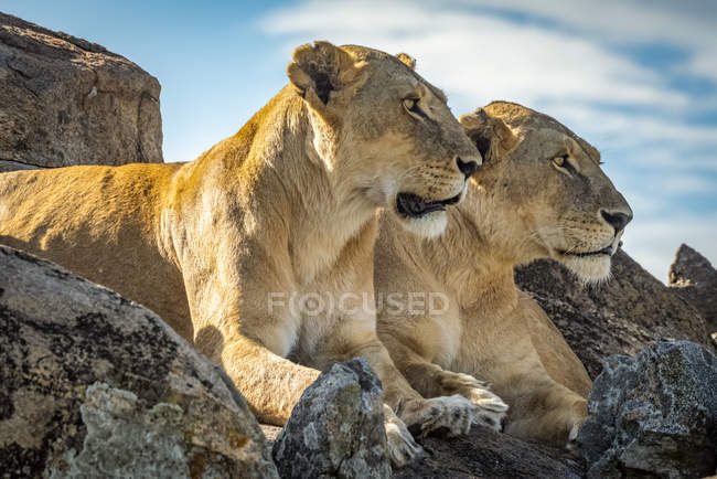 Vue panoramique des lions majestueux à la nature sauvage — Photo de stock