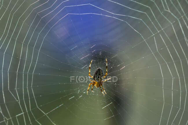 Европейский садовый паук (Araneus dihbmatus), прядущий паутину в конце лета; Астория, Орегон, Соединенные Штаты Америки — стоковое фото
