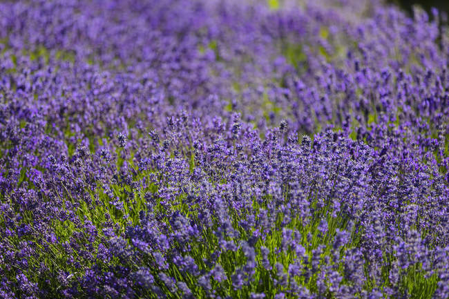 Close-up of lavender plants in bloom on a Lavender farm, Okanagan Valley; British Columbia, Canada — Stock Photo