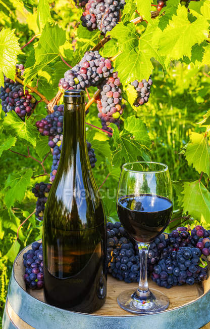 Vin servi dans une cave avec verres à vin et grappes de raisins frais sur un tonneau ; Québec, Canada — Photo de stock